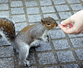 squirrel_feeding_from_hand_270x224