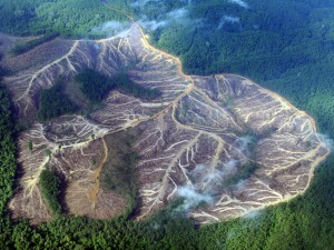 Eyewitness-Deforestation--004
