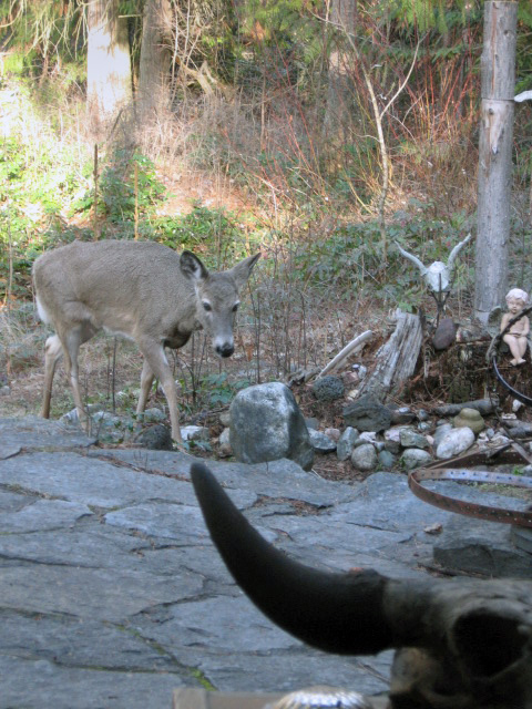 whitetail yearling coming up on the patio
