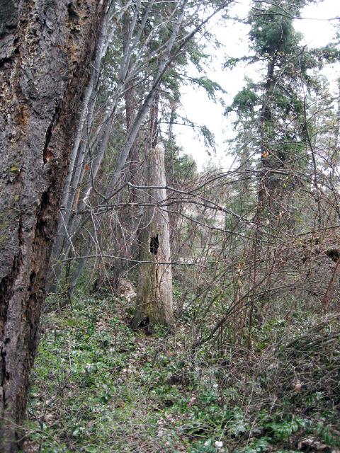 Wood habitat tree