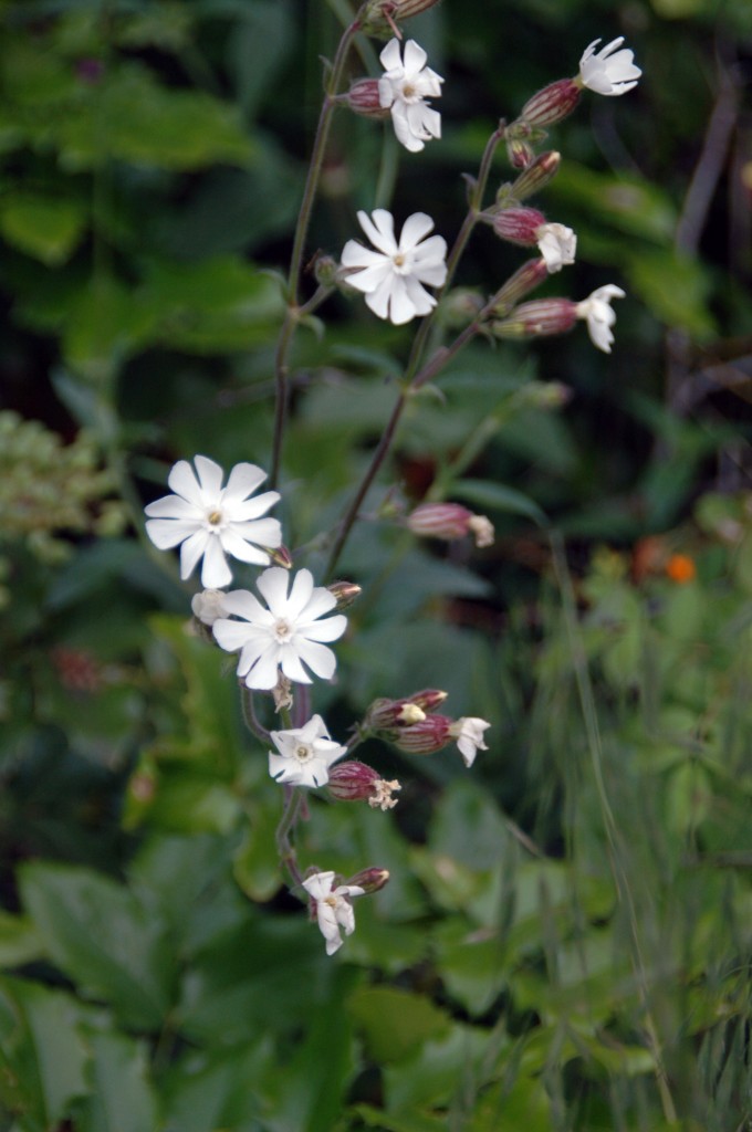 Fenceline white flower
