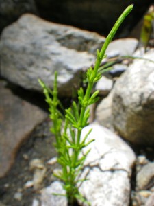 horsetail