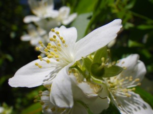 mock orange