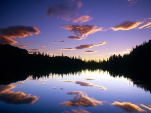 Reflection-Free