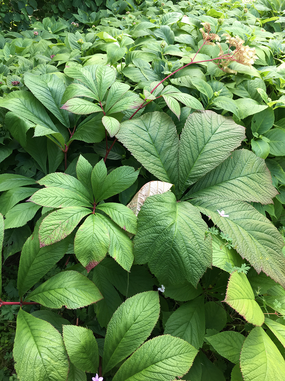 Роджерсия. Роджерсия Rodgersia aesculifolia. Роджерсия каштановидная. Роджерсия бузинолистная. Роджерсия перистая Элеганс.