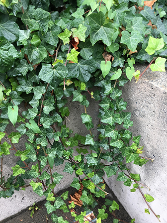 Hedera hibernica (2) | PLANT IDENTIFICATION