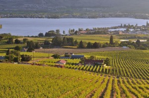 view-of-vineyards-and-orchards-in-osoyoos-okanagan-valley-British-Colombia-Canada-1600x1062
